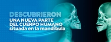 Descubrieron una nueva parte del cuerpo humano situada en la mand&iacute;bula