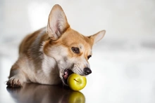 bigstock-A-Cute-Corgi-Dog-Gnaws-Green-A-443009903